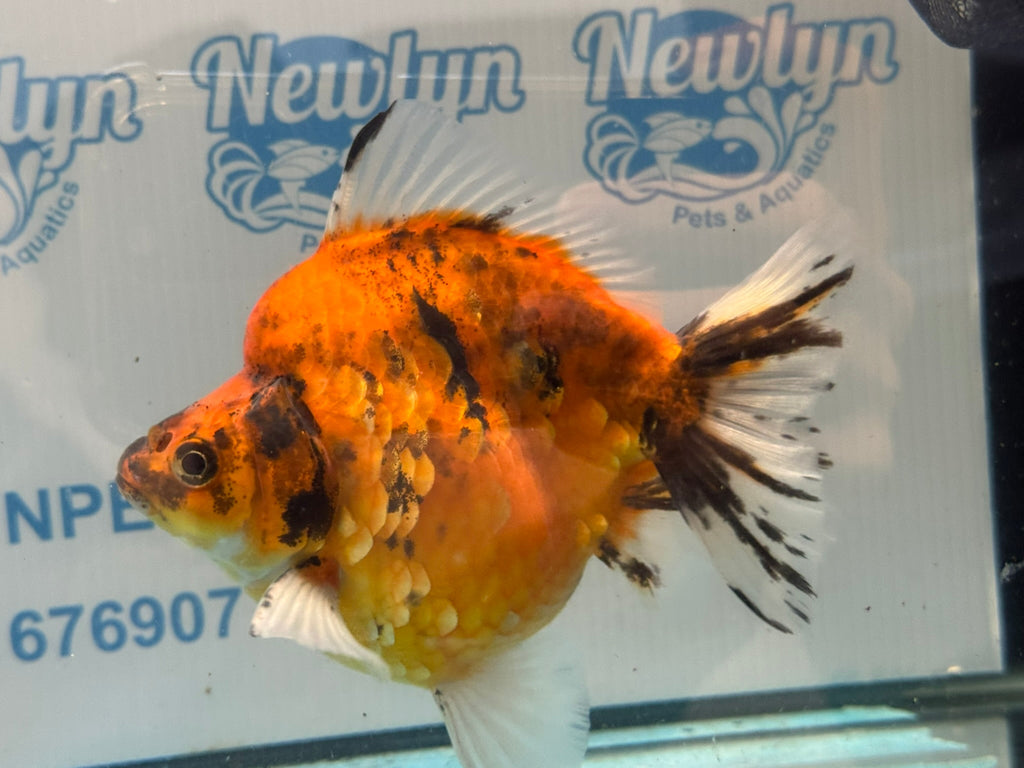 Short Tail Ryukin 14cm Ry5 - Newlyn-pets - Newlyn-pets - 
