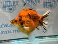 Short Tail Ryukin 14cm Ry5 - Newlyn-pets - Newlyn-pets - 