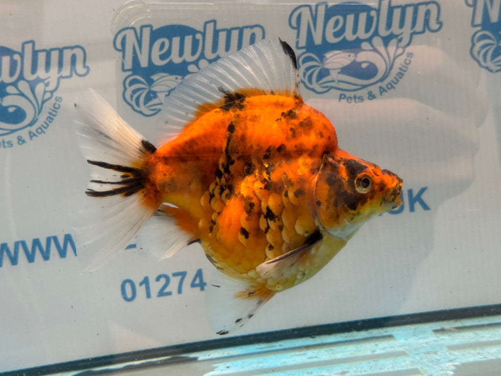 Short Tail Ryukin 14cm Ry5 - Newlyn-pets - Newlyn-pets - 