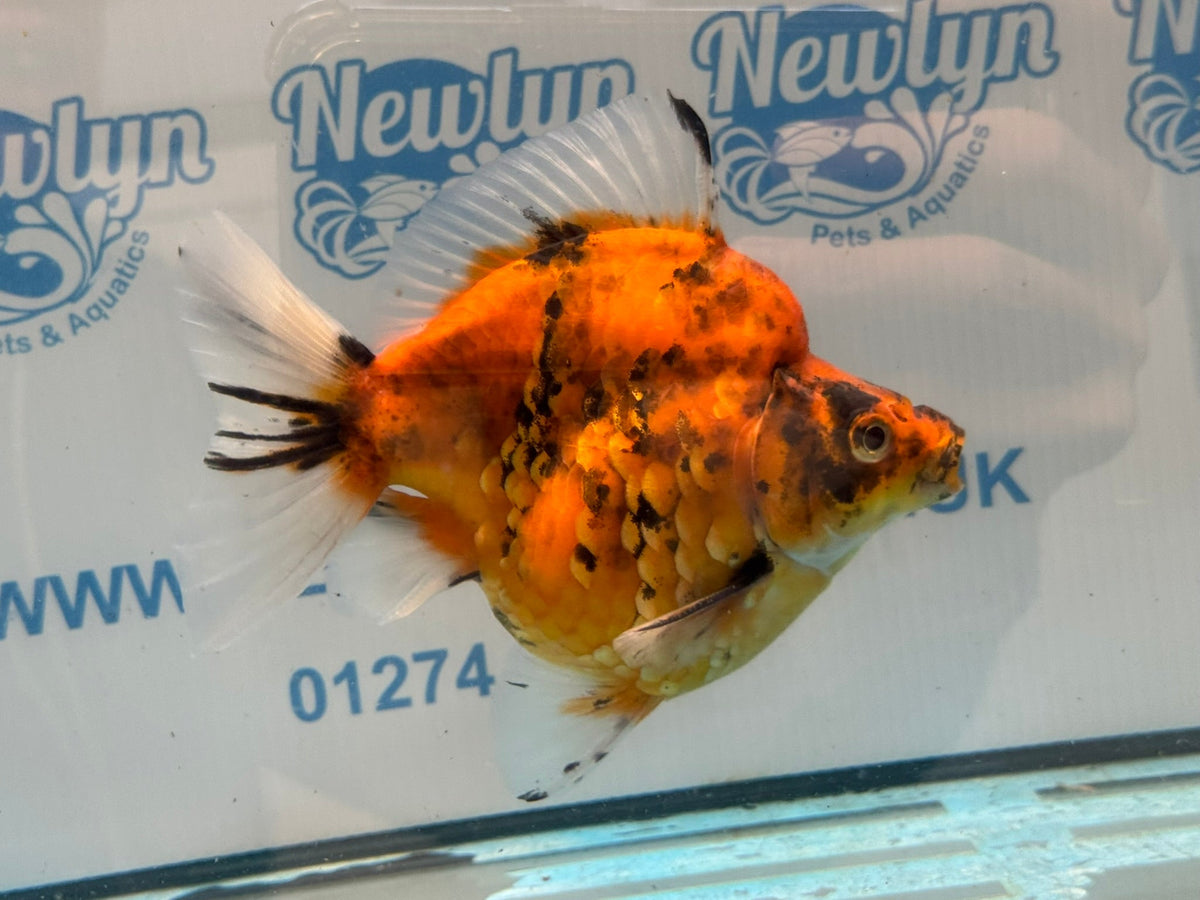 Short Tail Ryukin 14cm Ry5 - Newlyn-pets - Newlyn-pets - 