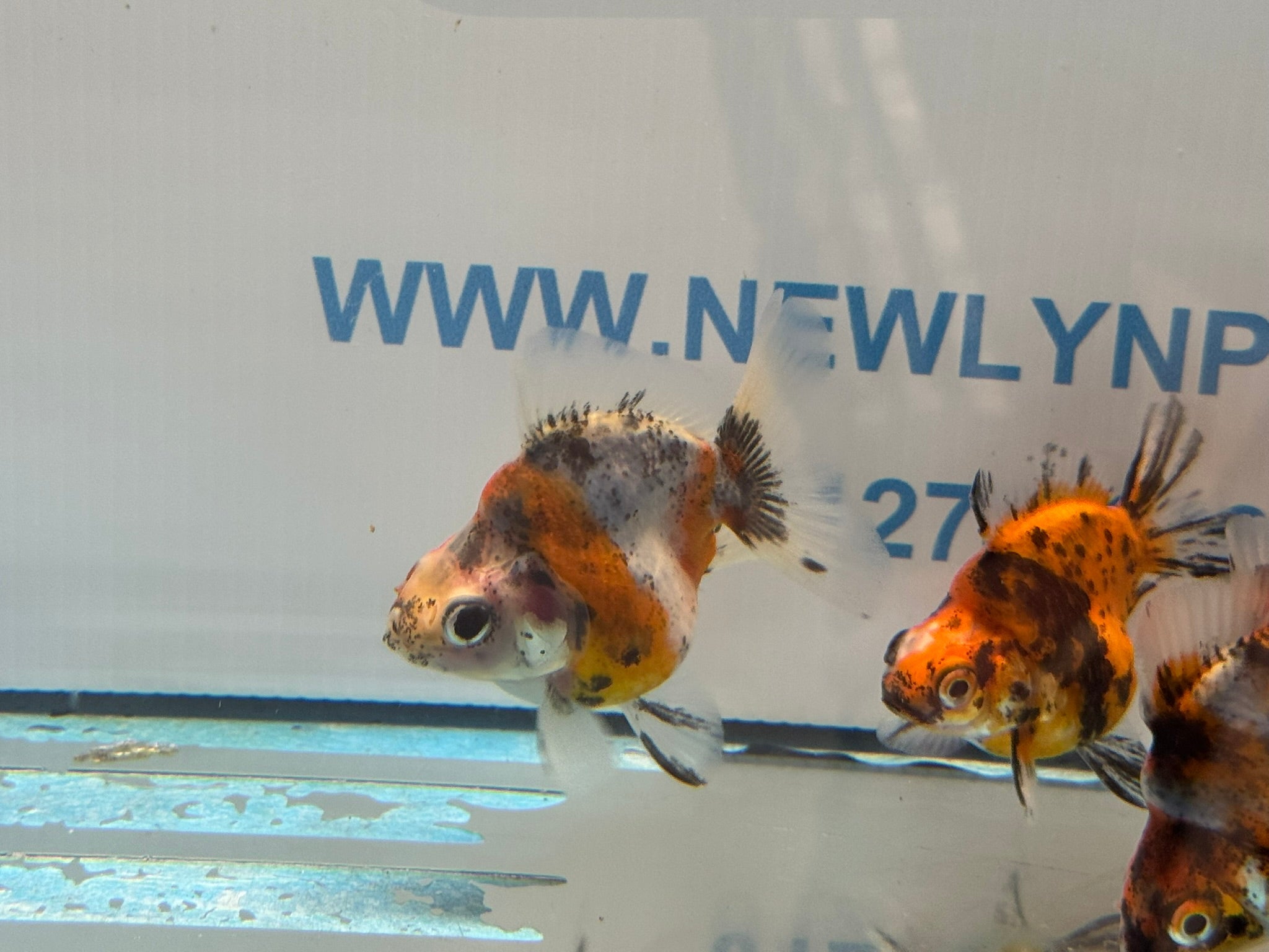 Short Tail Ryukin 6 - 8cm - Newlyn - pets - Newlyn - pets - 