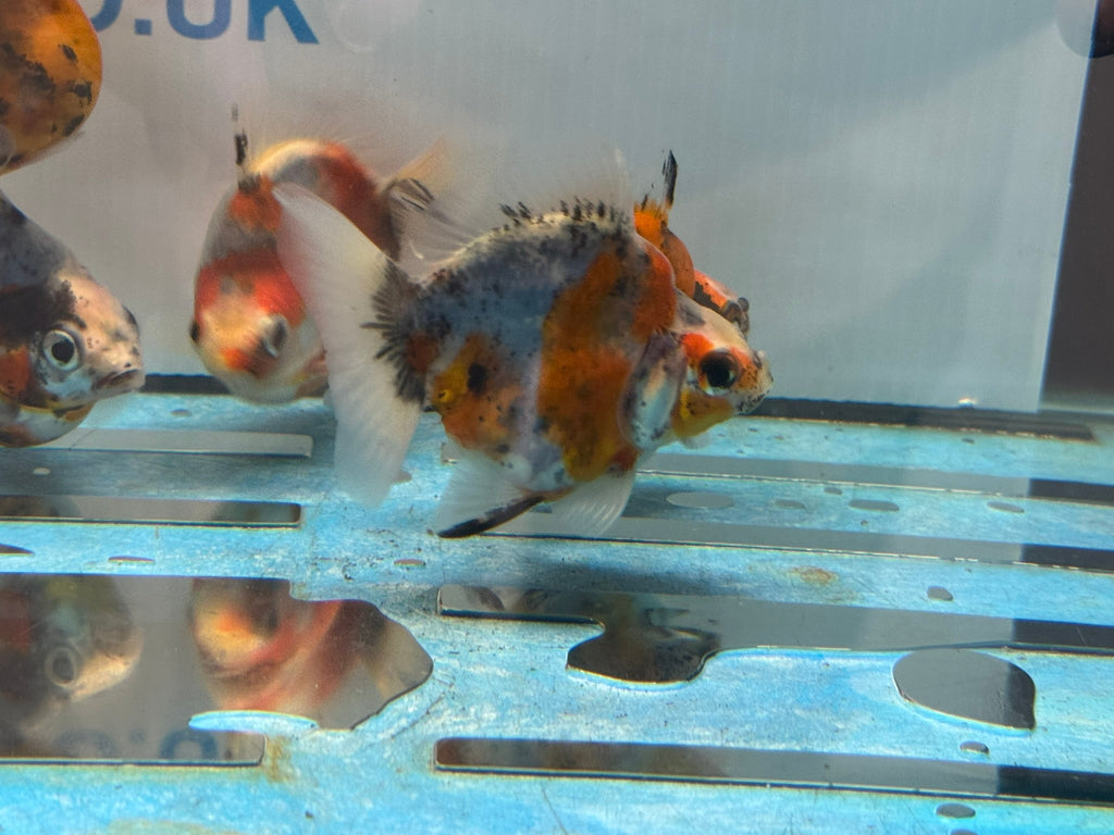 Short Tail Ryukin 6 - 8cm - Newlyn - pets - Newlyn - pets - 