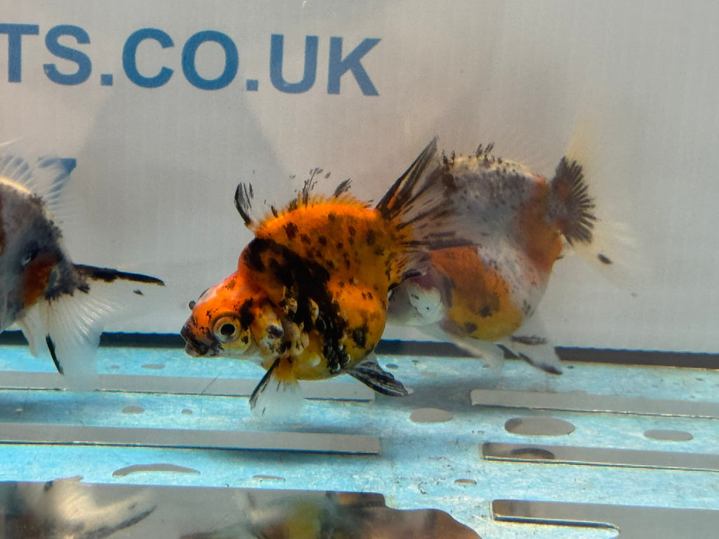 Short Tail Ryukin 6 - 8cm - Newlyn - pets - Newlyn - pets - 