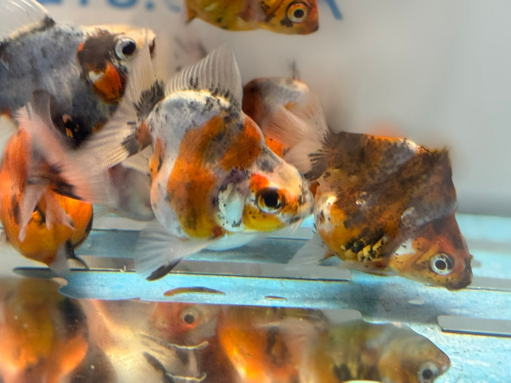 Short Tail Ryukin 6 - 8cm - Newlyn - pets - Newlyn - pets - 