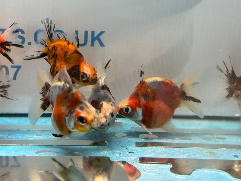 Short Tail Ryukin 6 - 8cm - Newlyn - pets - Newlyn - pets - 