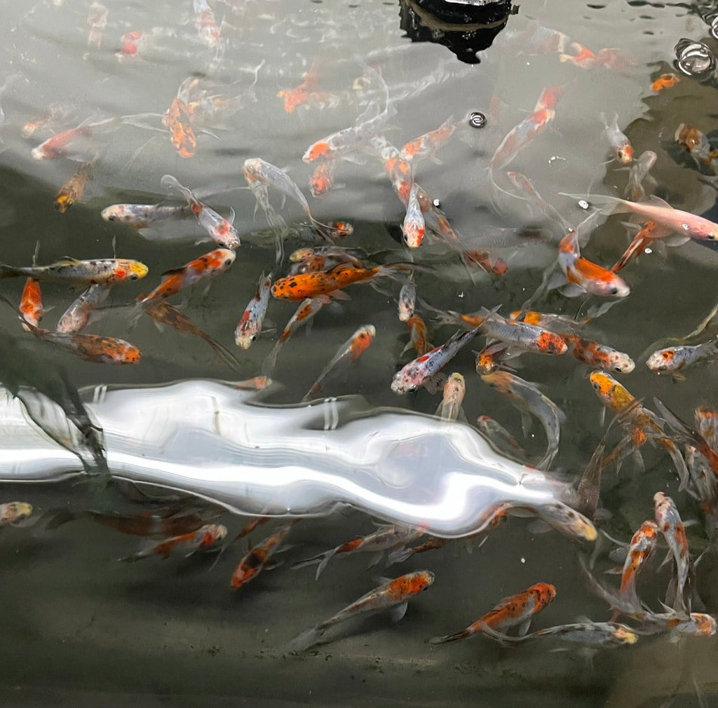 Shubunkin 2 - 3" (Picked at Random) (TF P6c) - Newlyn - pets - Newlyn - pets - 