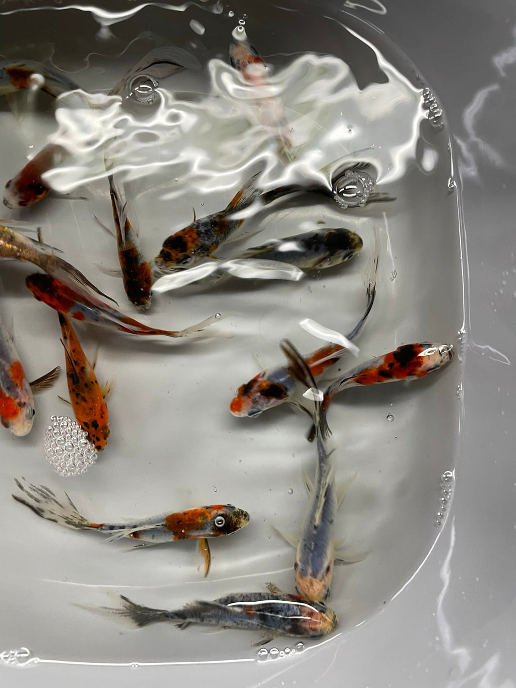 Shubunkin 2 - 3" (Picked at Random) (TF P6c) - Newlyn - pets - Newlyn - pets - 