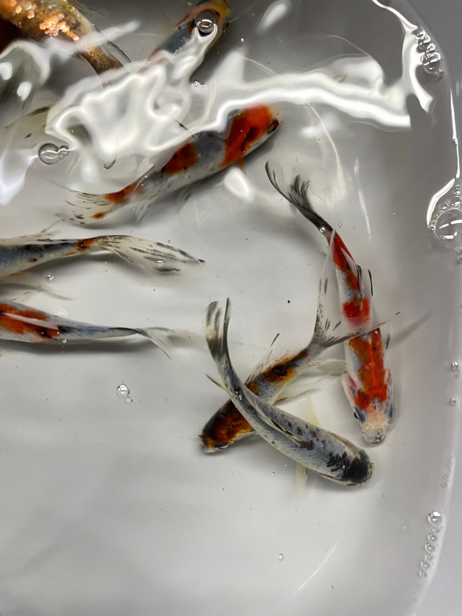 Shubunkin 2 - 3" (Picked at Random) (TF P6c) - Newlyn - pets - Newlyn - pets - 