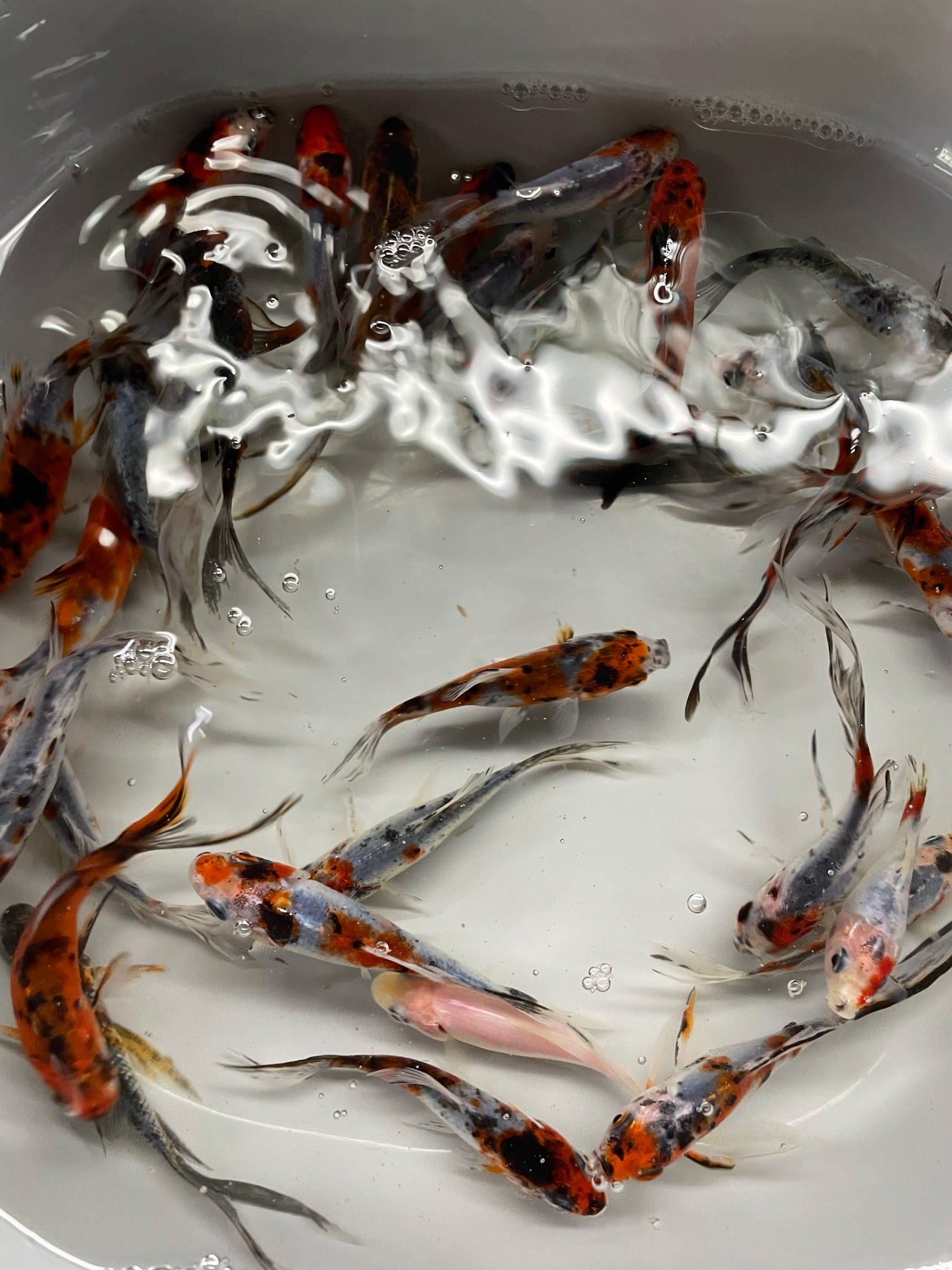 Shubunkin 2 - 3" (Picked at Random) (TF P6c) - Newlyn - pets - Newlyn - pets - 