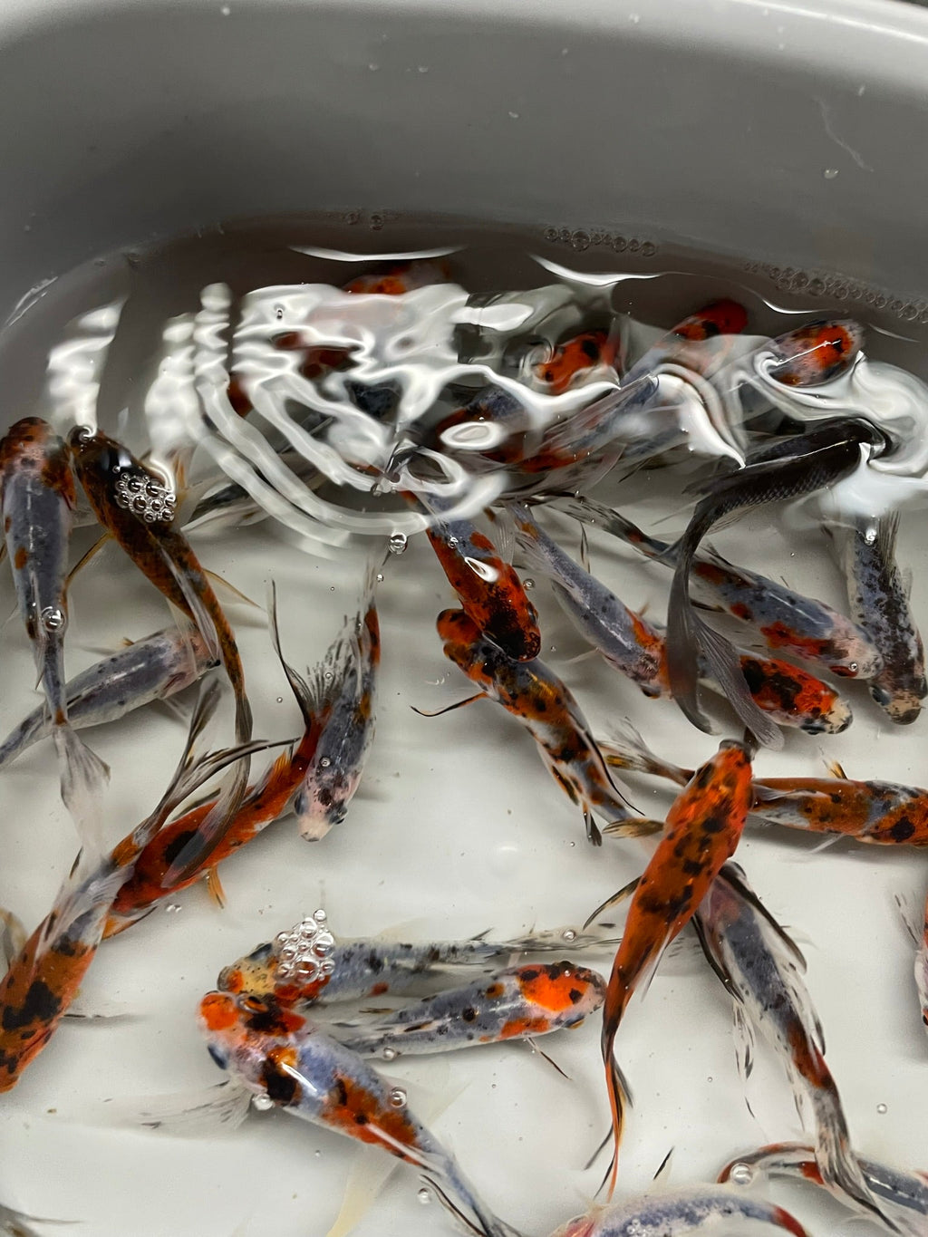 Shubunkin 2 - 3" (Picked at Random) (TF P6c) - Newlyn - pets - Newlyn - pets - 