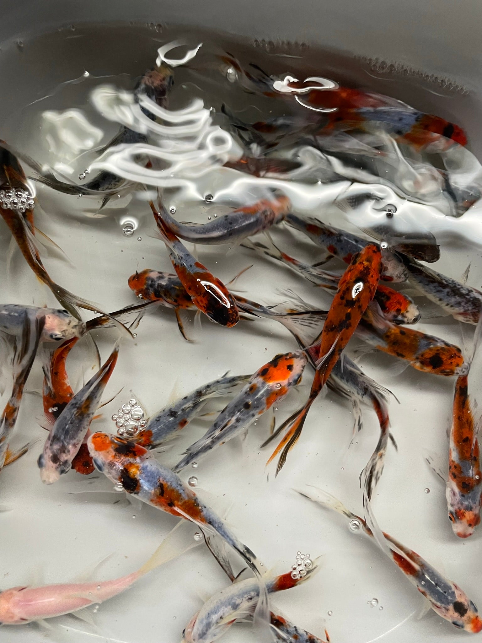 Shubunkin 2 - 3" (Picked at Random) (TF P6c) - Newlyn - pets - Newlyn - pets - 