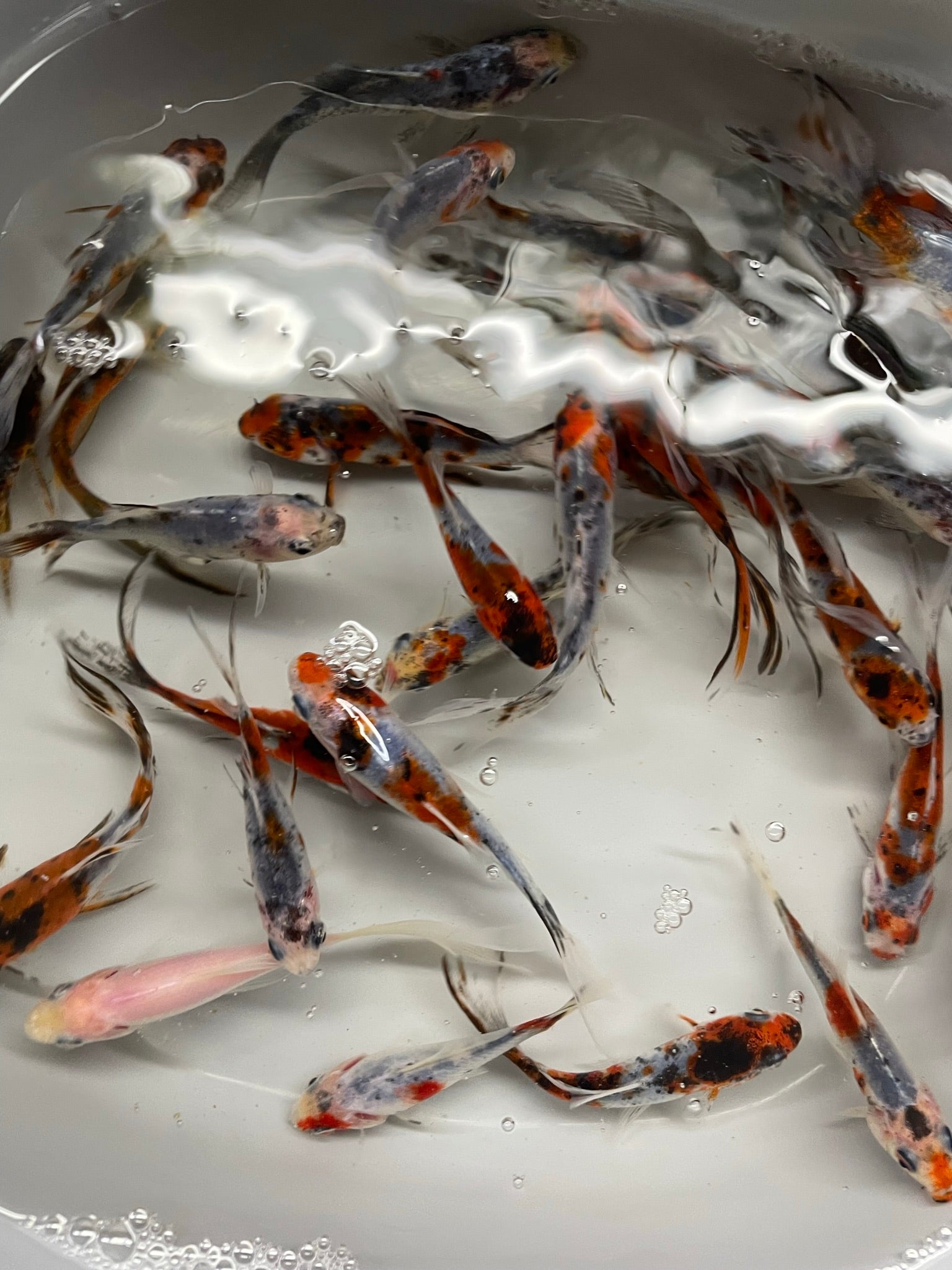 Shubunkin 2 - 3" (Picked at Random) (TF P6c) - Newlyn - pets - Newlyn - pets - 