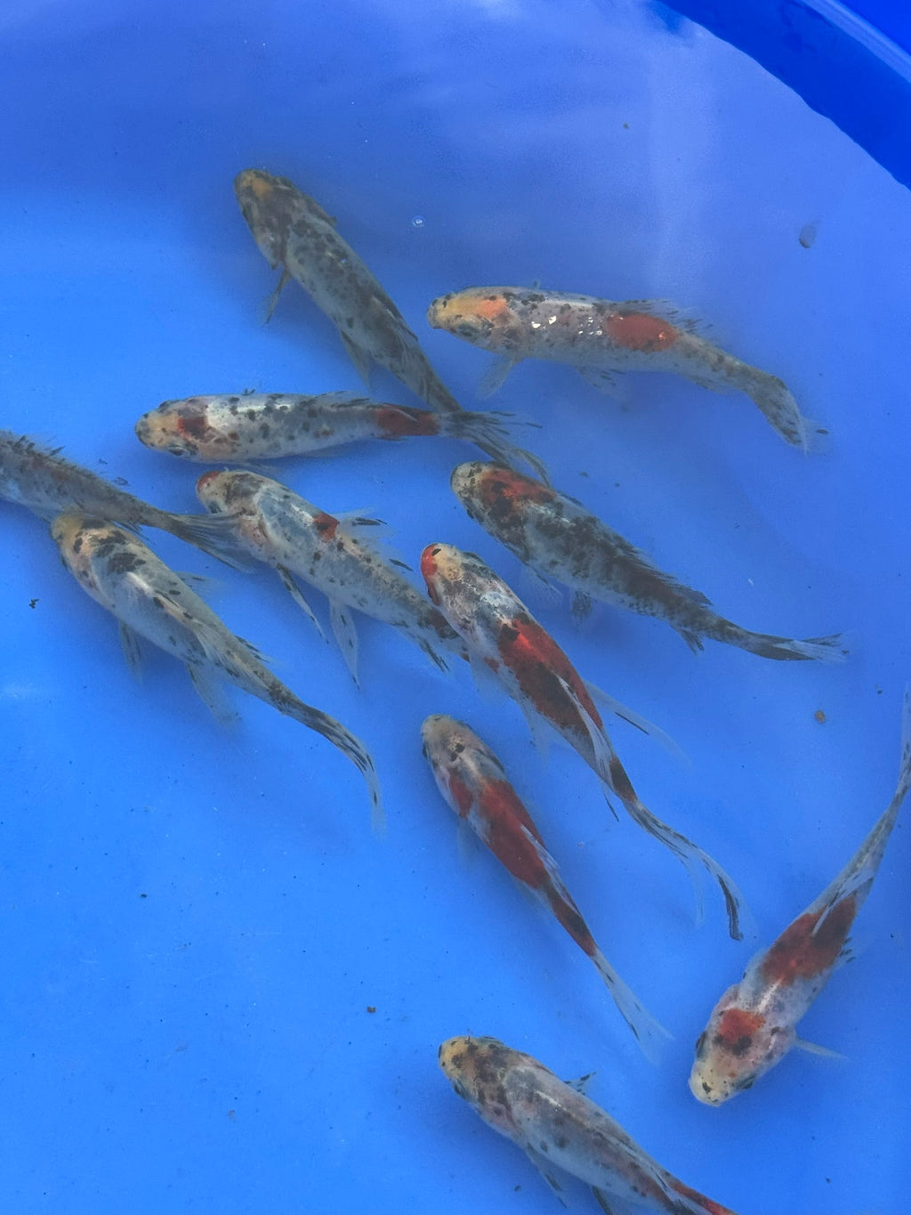 Shubunkin 4 - 5" (Picked at Random) - Newlyn - pets - Newlyn - pets - 