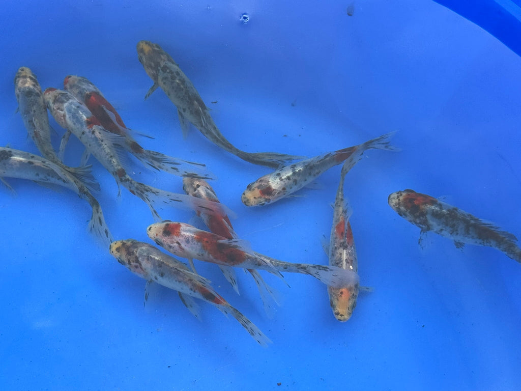 Shubunkin 4 - 5" (Picked at Random) - Newlyn - pets - Newlyn - pets - 