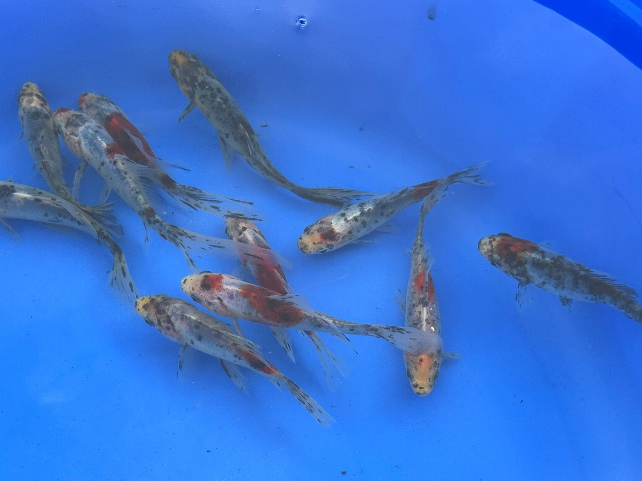 Shubunkin 4 - 5" (Picked at Random) - Newlyn - pets - Newlyn - pets - 