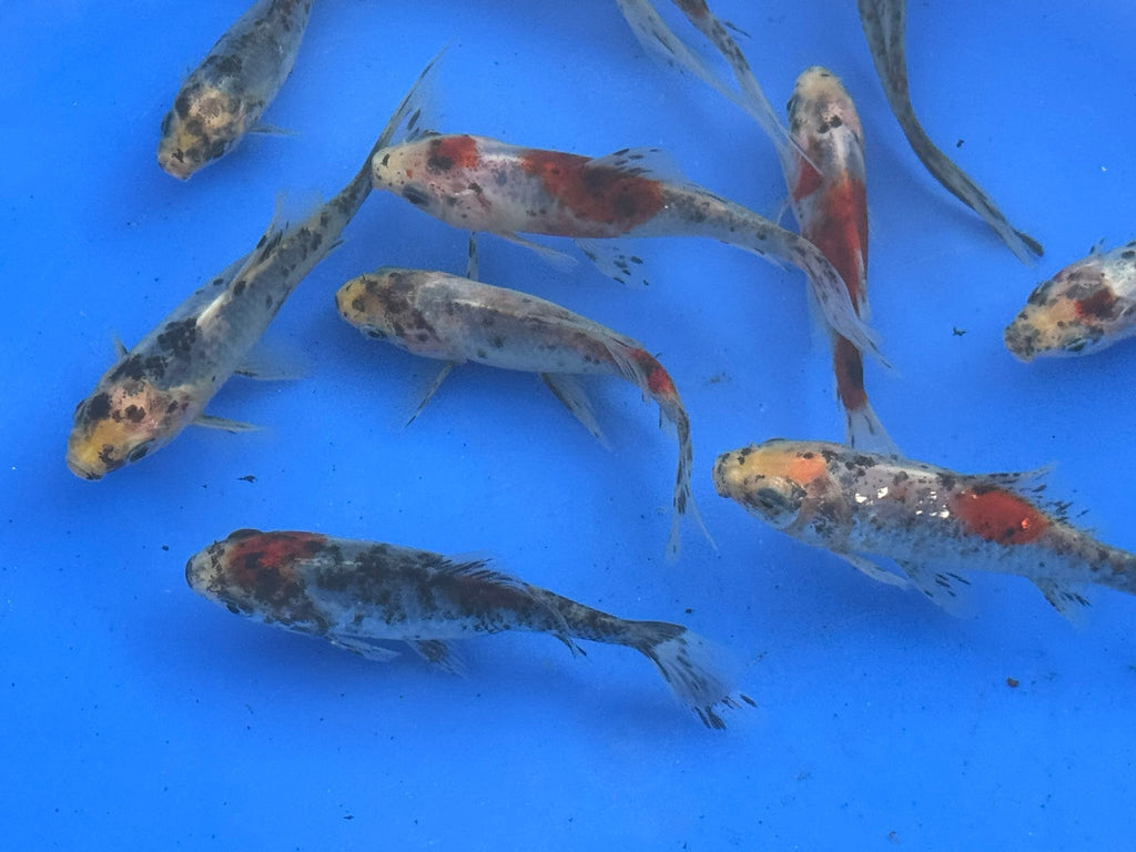 Shubunkin 4 - 5" (Picked at Random) - Newlyn - pets - Newlyn - pets - 