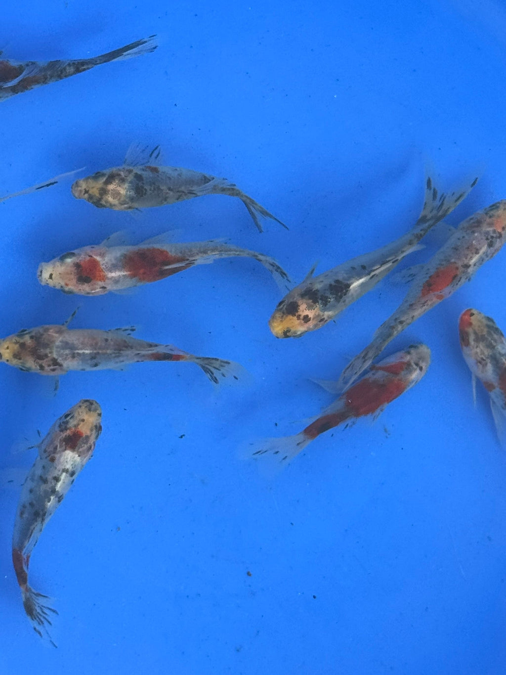 Shubunkin 4 - 5" (Picked at Random) - Newlyn - pets - Newlyn - pets - 