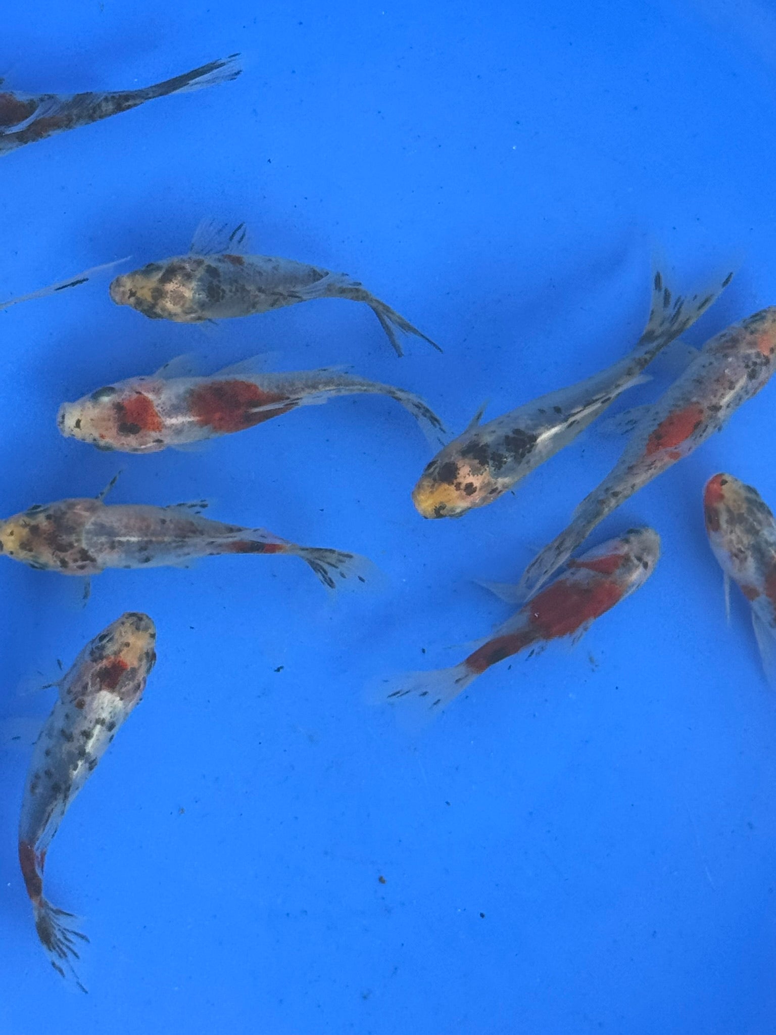 Shubunkin 4 - 5" (Picked at Random) - Newlyn - pets - Newlyn - pets - 