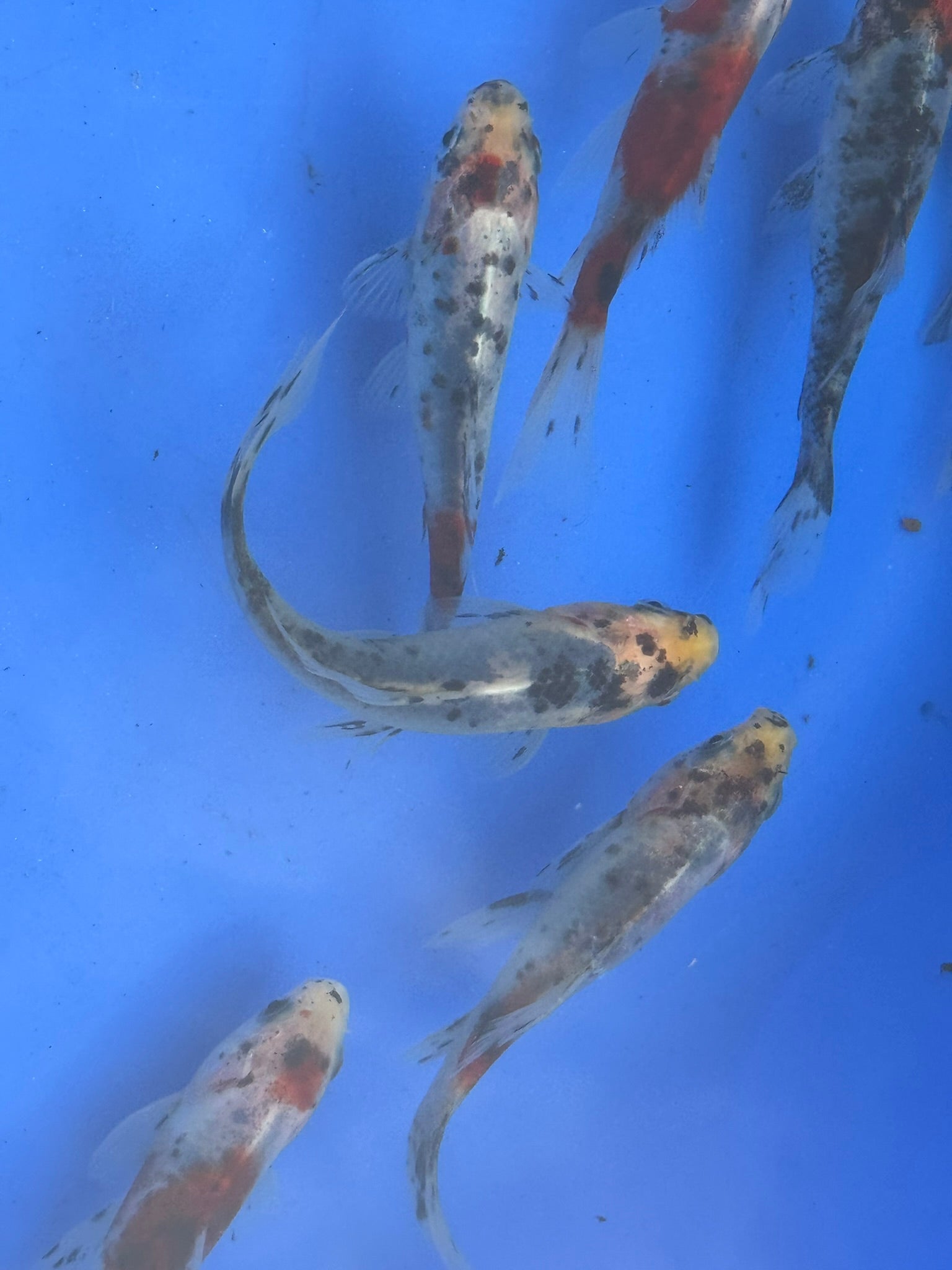 Shubunkin 4 - 5" (Picked at Random) - Newlyn - pets - Newlyn - pets - 