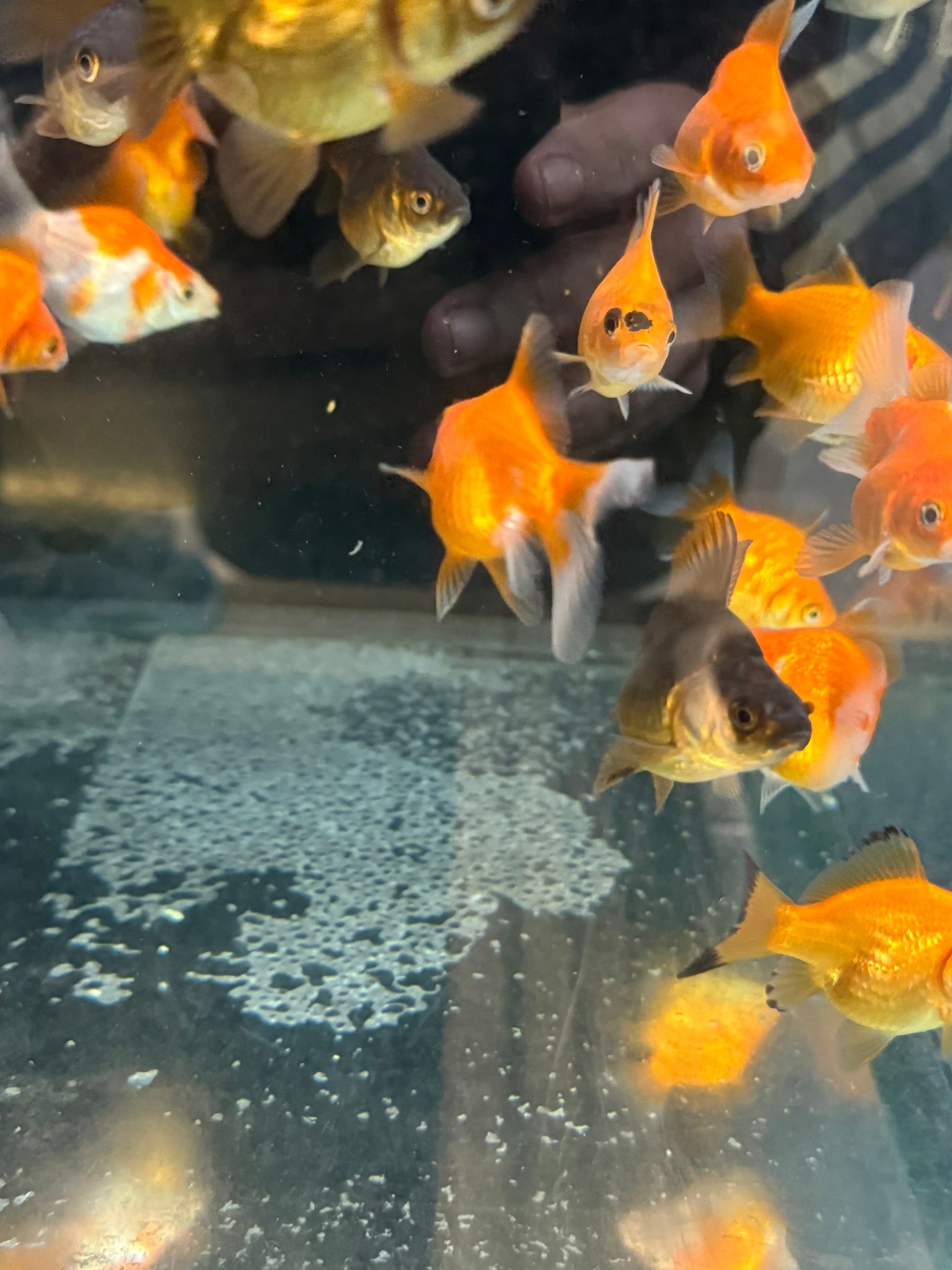 Tamasaba Sabao (Baby) - Newlyn - pets - Newlyn - pets - 