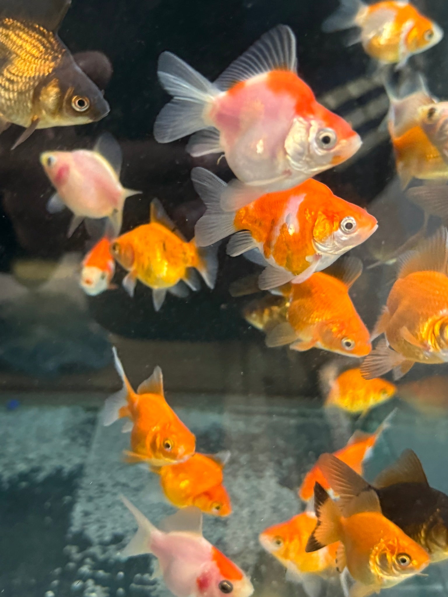 Tamasaba Sabao (Baby) - Newlyn - pets - Newlyn - pets - 