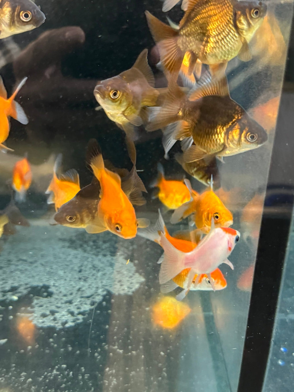 Tamasaba Sabao (Baby) - Newlyn - pets - Newlyn - pets - 