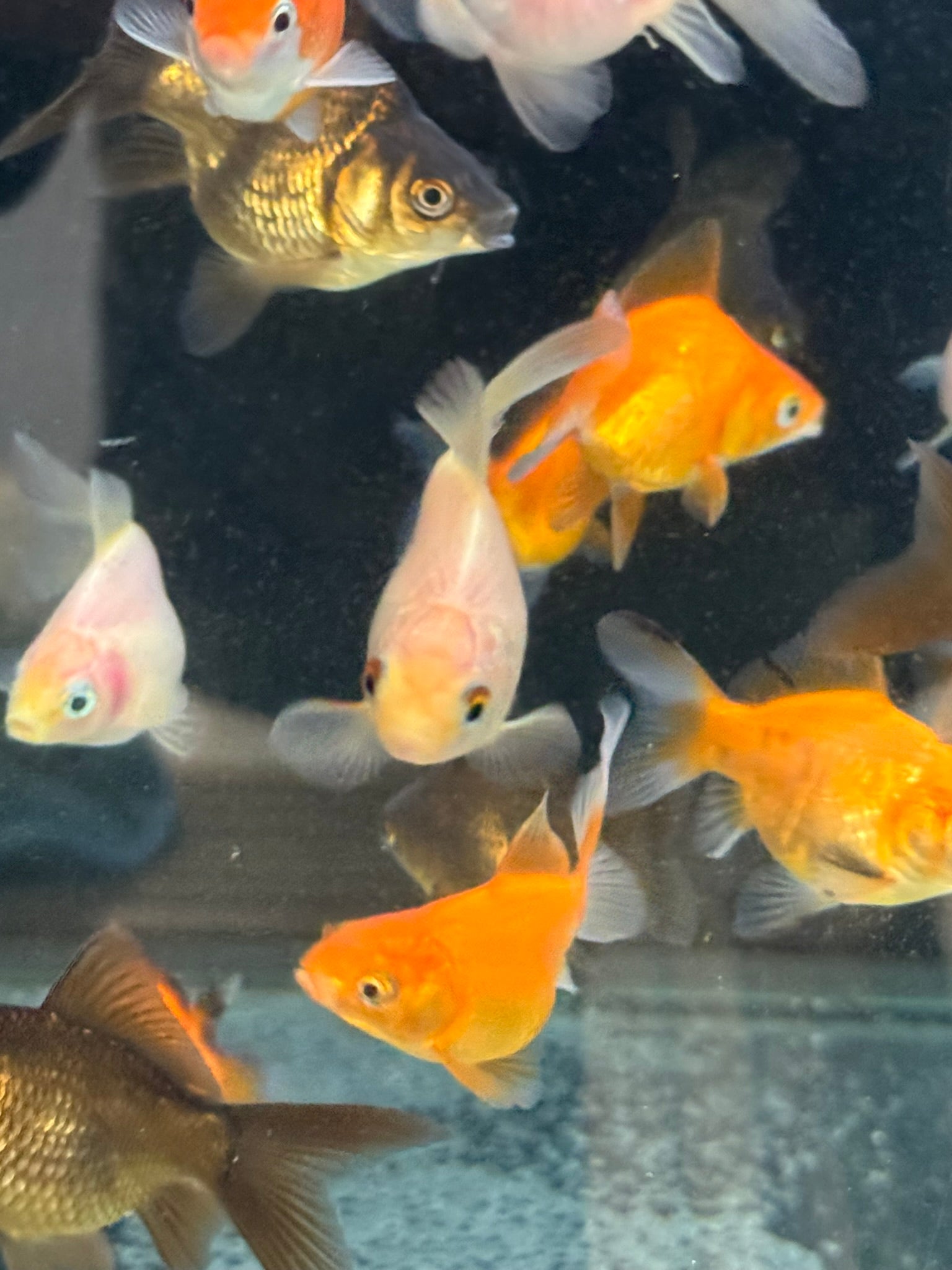 Tamasaba Sabao (Baby) - Newlyn - pets - Newlyn - pets - 