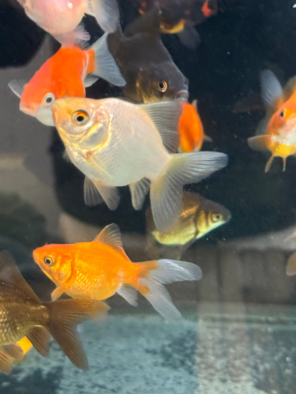 Tamasaba Sabao (Baby) - Newlyn - pets - Newlyn - pets - 