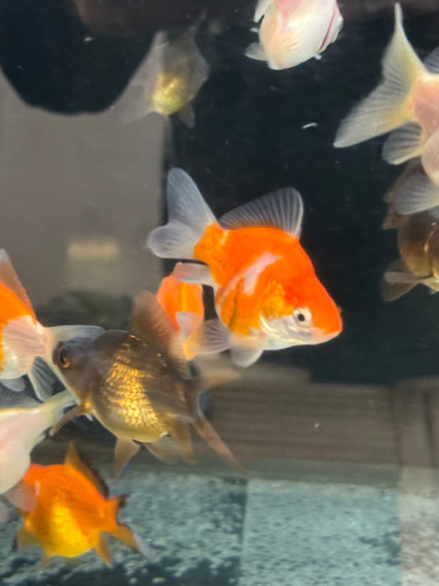 Tamasaba Sabao (Baby) - Newlyn - pets - Newlyn - pets - 