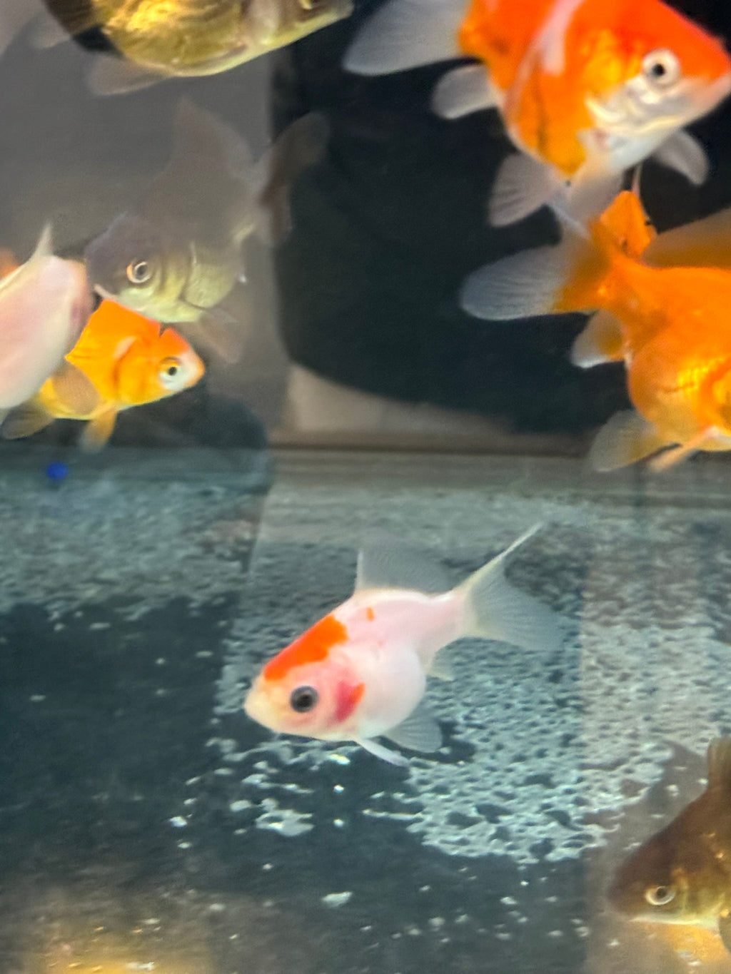 Tamasaba Sabao (Baby) - Newlyn - pets - Newlyn - pets - 