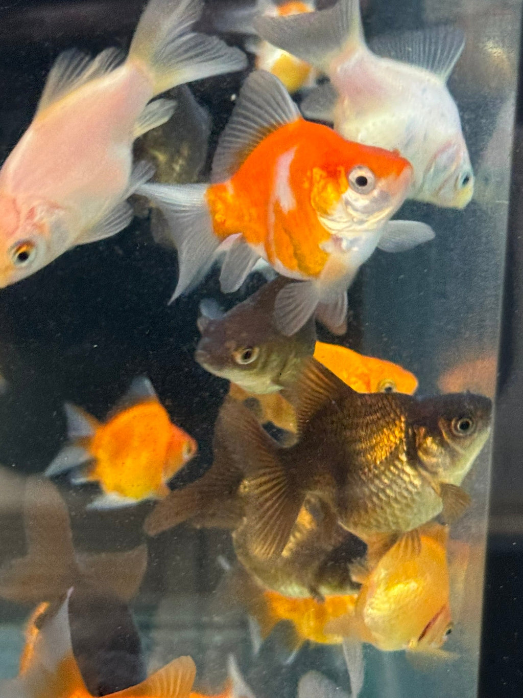 Tamasaba Sabao (Baby) - Newlyn - pets - Newlyn - pets - 