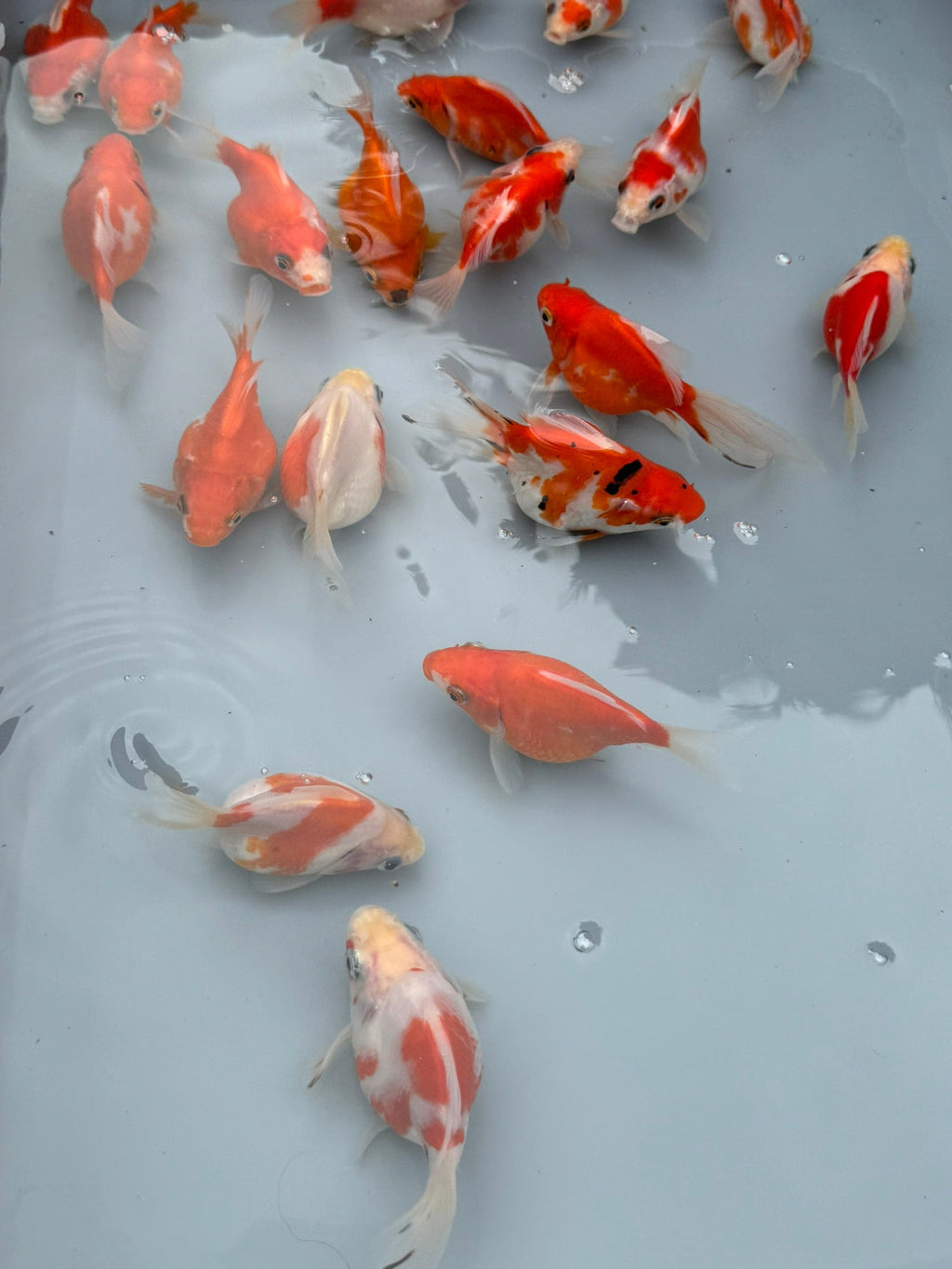 Tamasaba Sabao Sakura 8 - 10cm - Newlyn - pets - Newlyn - pets - 