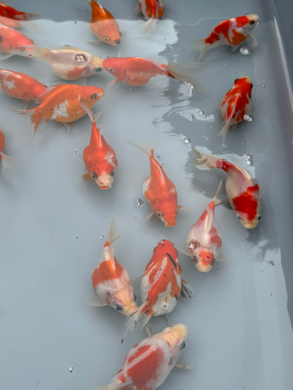 Tamasaba Sabao Sakura 8 - 10cm - Newlyn - pets - Newlyn - pets - 