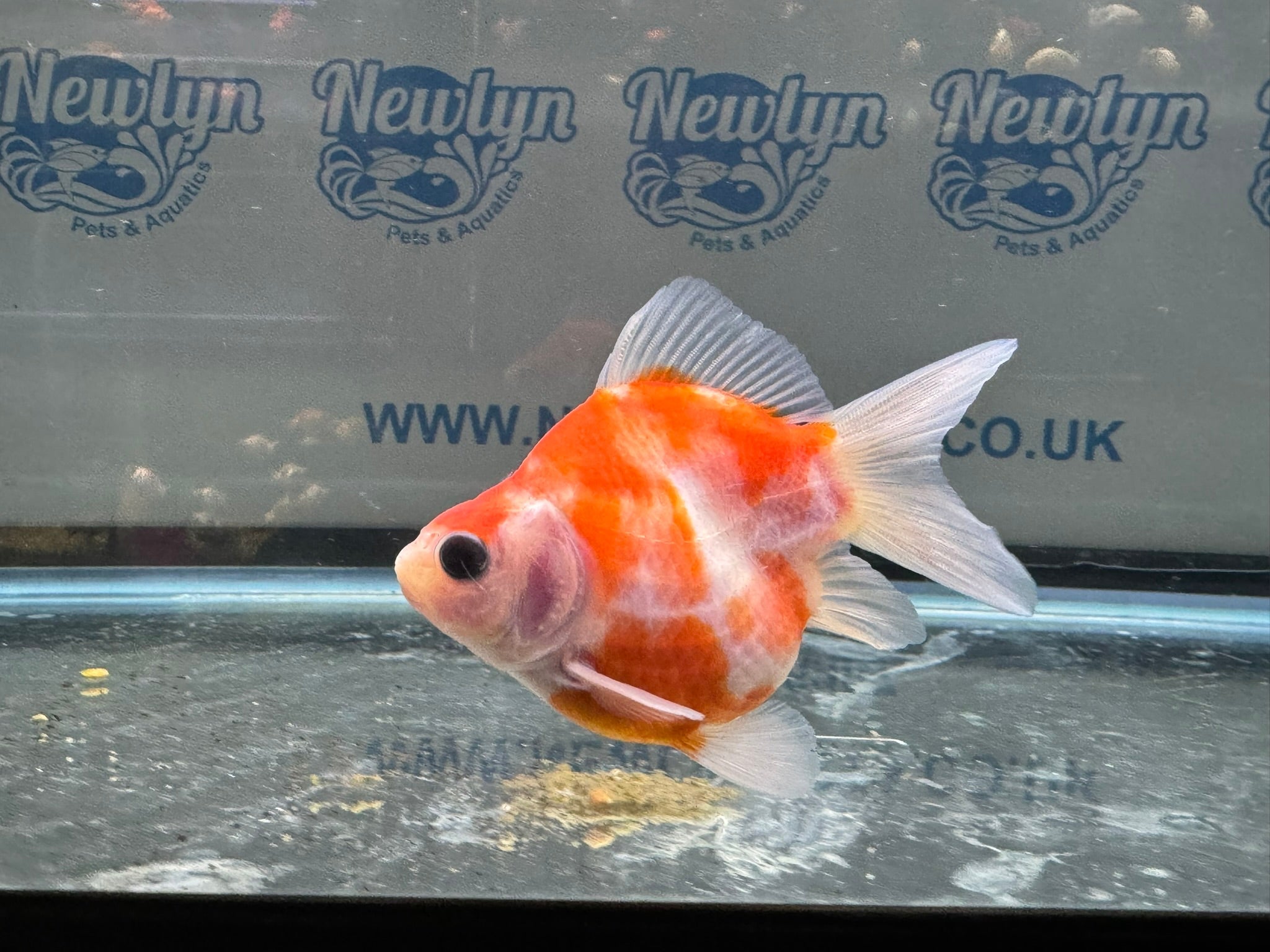 Tamasaba Sabao Sakura 8 - 10cm - Newlyn - pets - Newlyn - pets - 