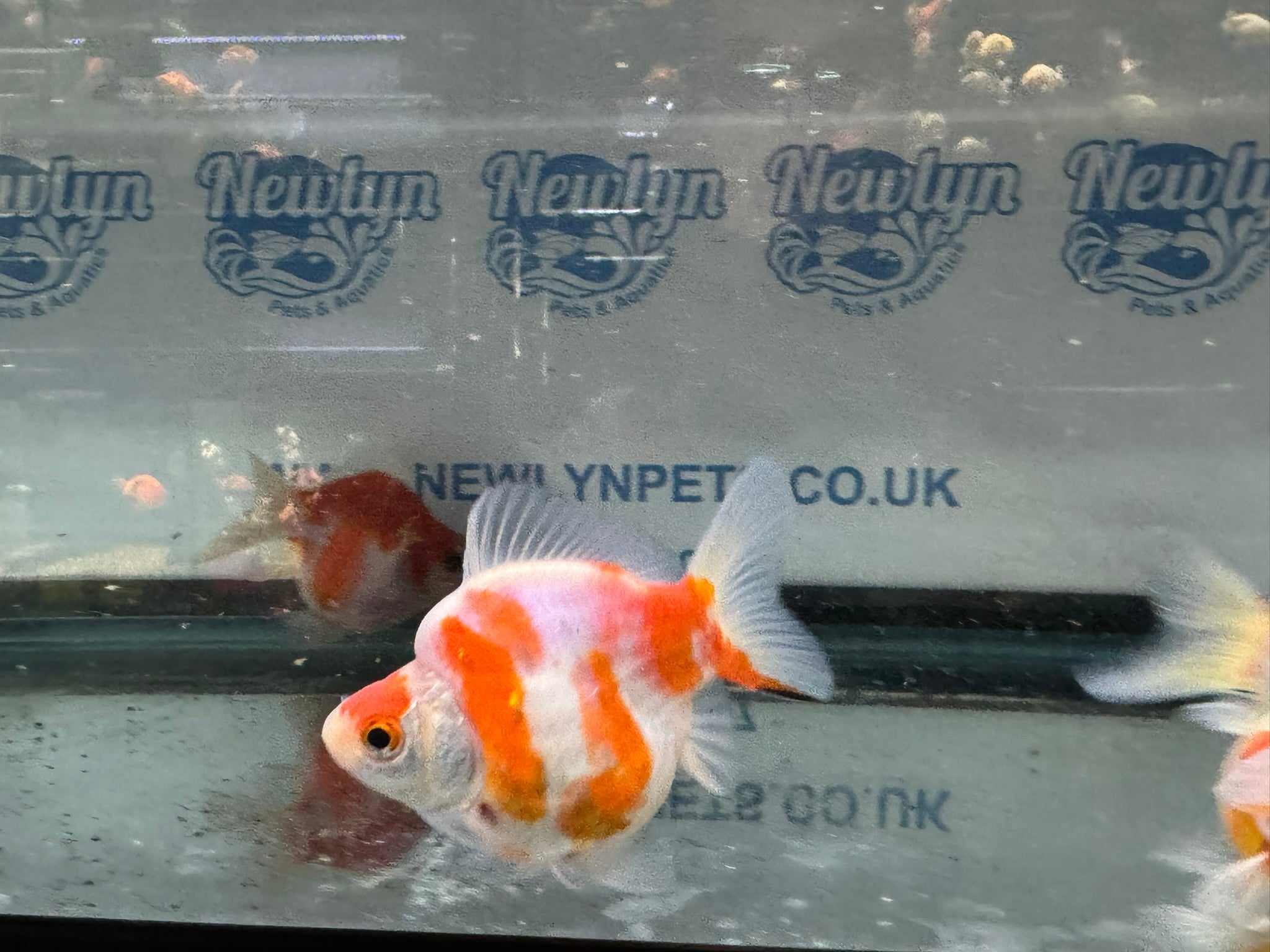 Tamasaba Sabao Sakura 8 - 10cm - Newlyn - pets - Newlyn - pets - 