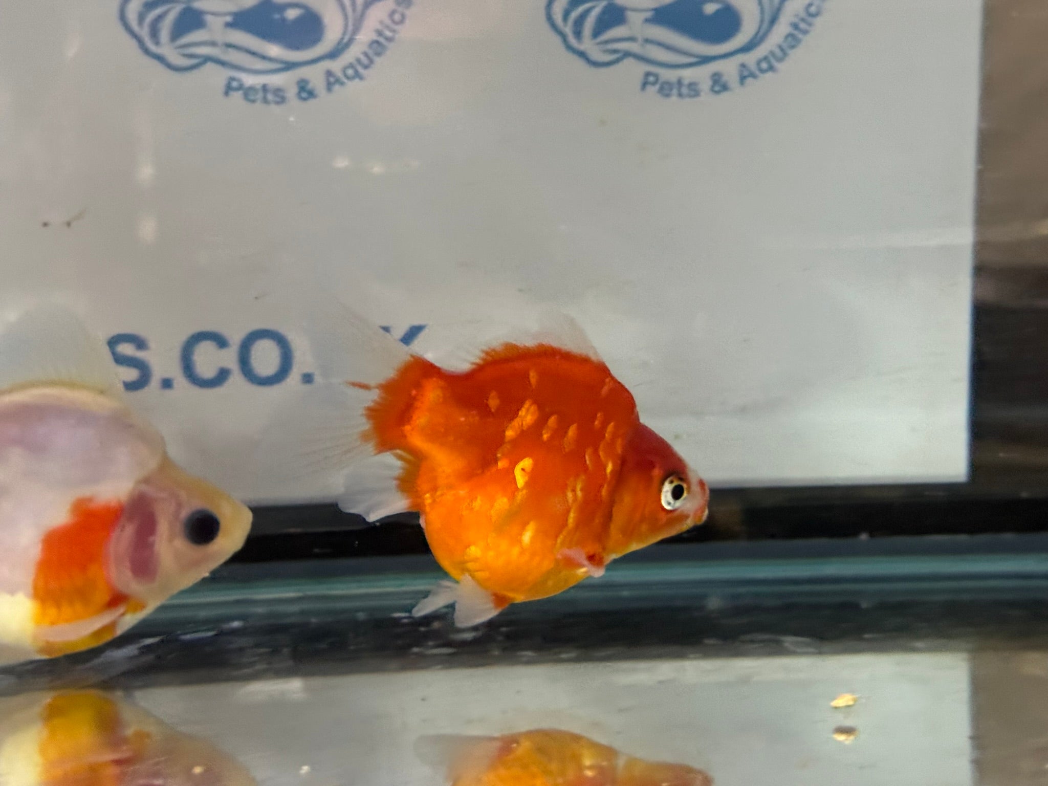 Tamasaba Sabao Sakura 8 - 10cm - Newlyn - pets - Newlyn - pets - 