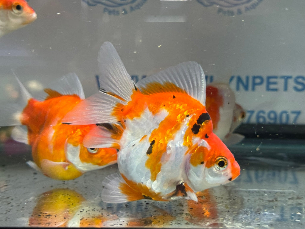 Tamasaba Sabao Sakura 8 - 10cm - Newlyn - pets - Newlyn - pets - 