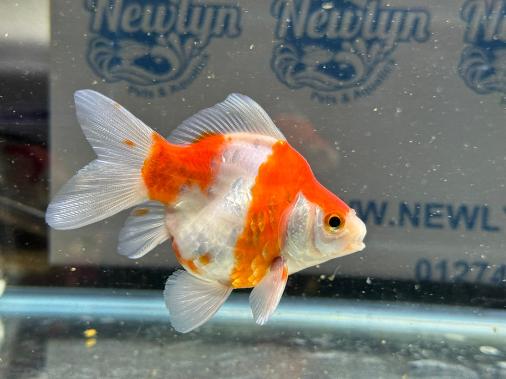 Tamasaba Sabao Sakura 8 - 10cm - Newlyn - pets - Newlyn - pets - 