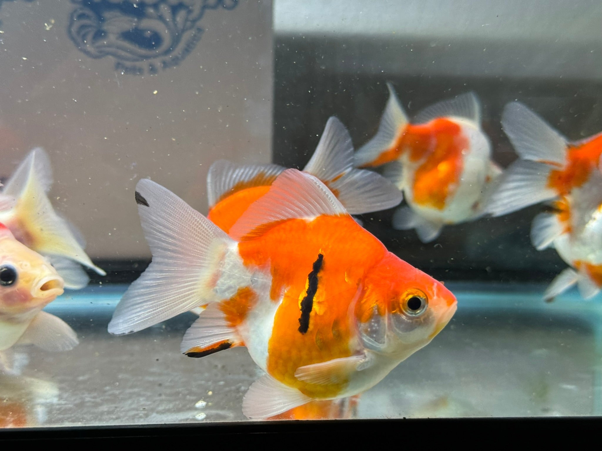 Tamasaba Sabao Sakura 8 - 10cm - Newlyn - pets - Newlyn - pets - 