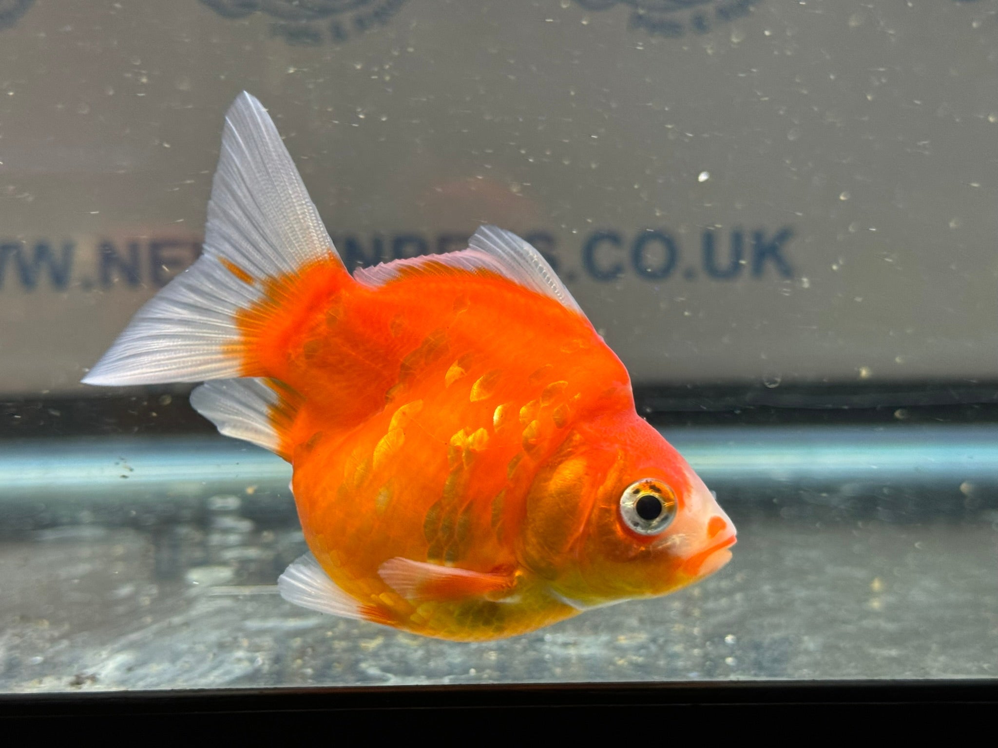 Tamasaba Sabao Sakura 8 - 10cm - Newlyn - pets - Newlyn - pets - 