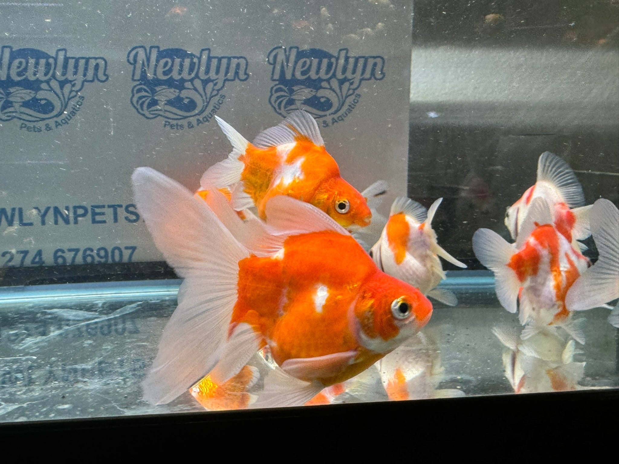 Tamasaba Sabao Sakura 8 - 10cm - Newlyn - pets - Newlyn - pets - 