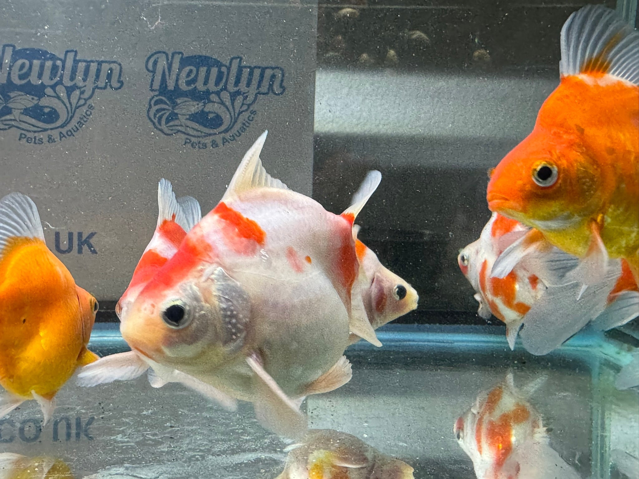 Tamasaba Sabao Sakura 8 - 10cm - Newlyn - pets - Newlyn - pets - 