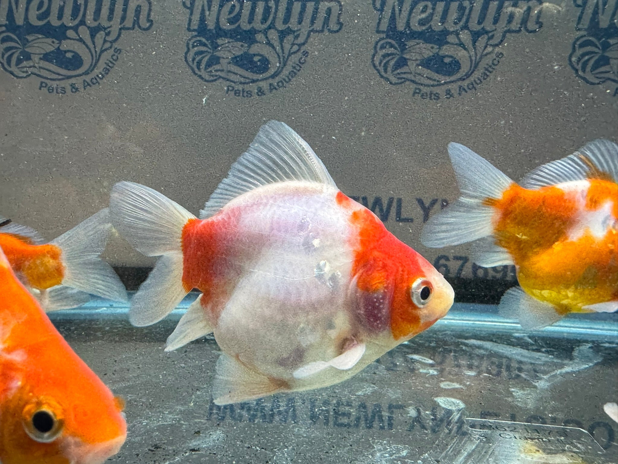 Tamasaba Sabao Sakura 8 - 10cm - Newlyn - pets - Newlyn - pets - 