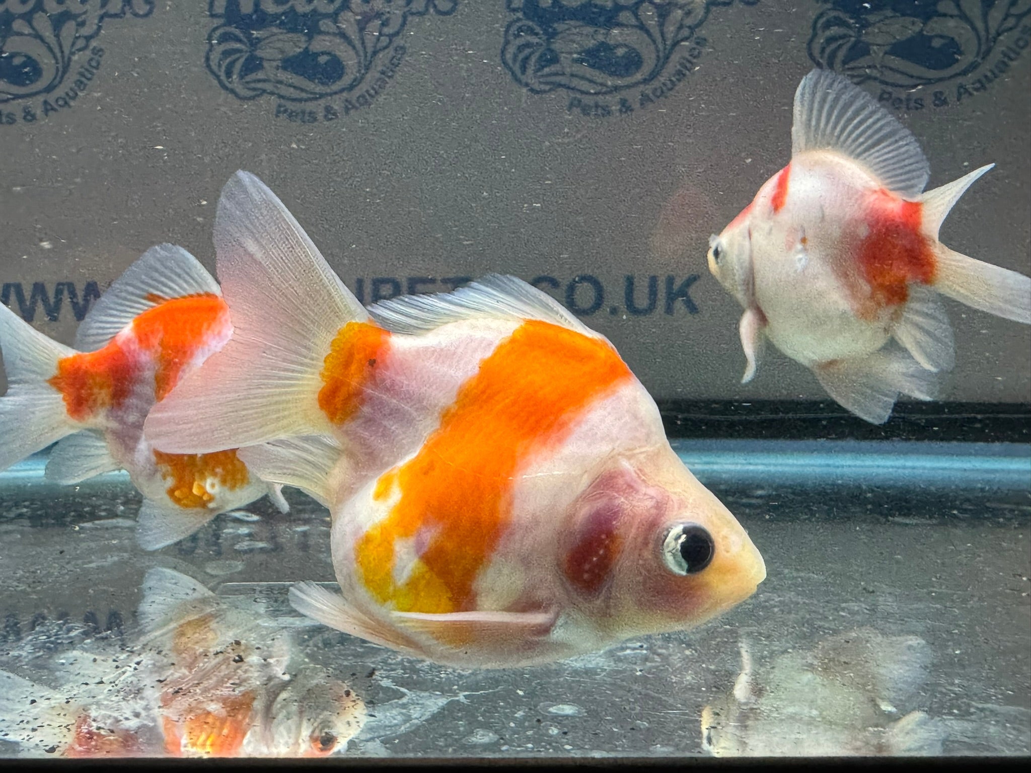 Tamasaba Sabao Sakura 8 - 10cm - Newlyn - pets - Newlyn - pets - 