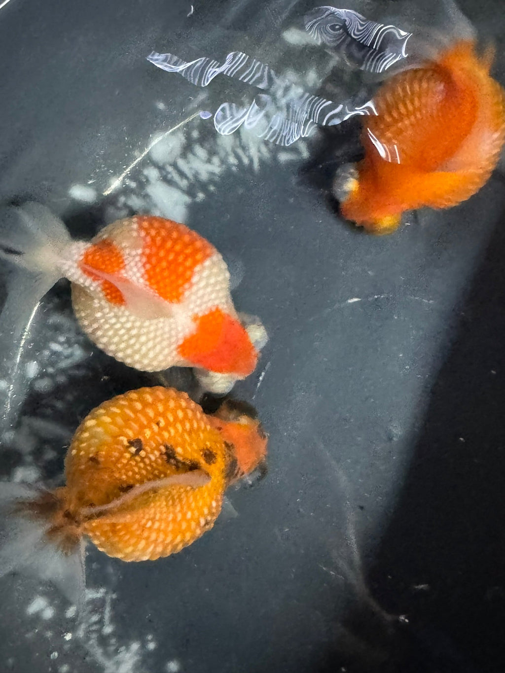 Telescope Golf Ball Pearlscale 8 - 9cm Fancy Goldfish (BF11C) - Newlyn - pets - Newlyn - pets - 