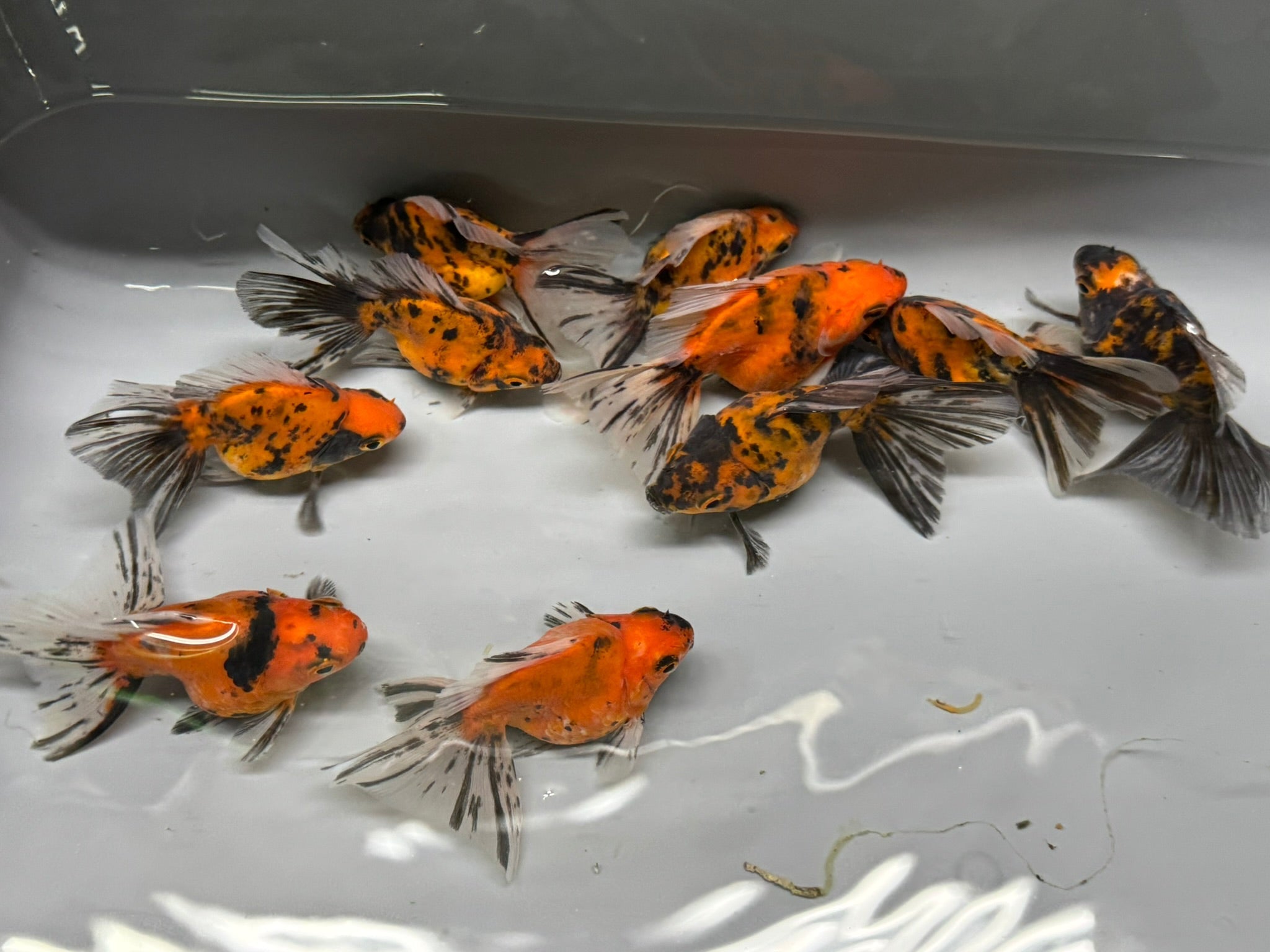 Tiger BroadTail (Rare) 8 - 10cm - Newlyn - pets - Newlyn - pets - 