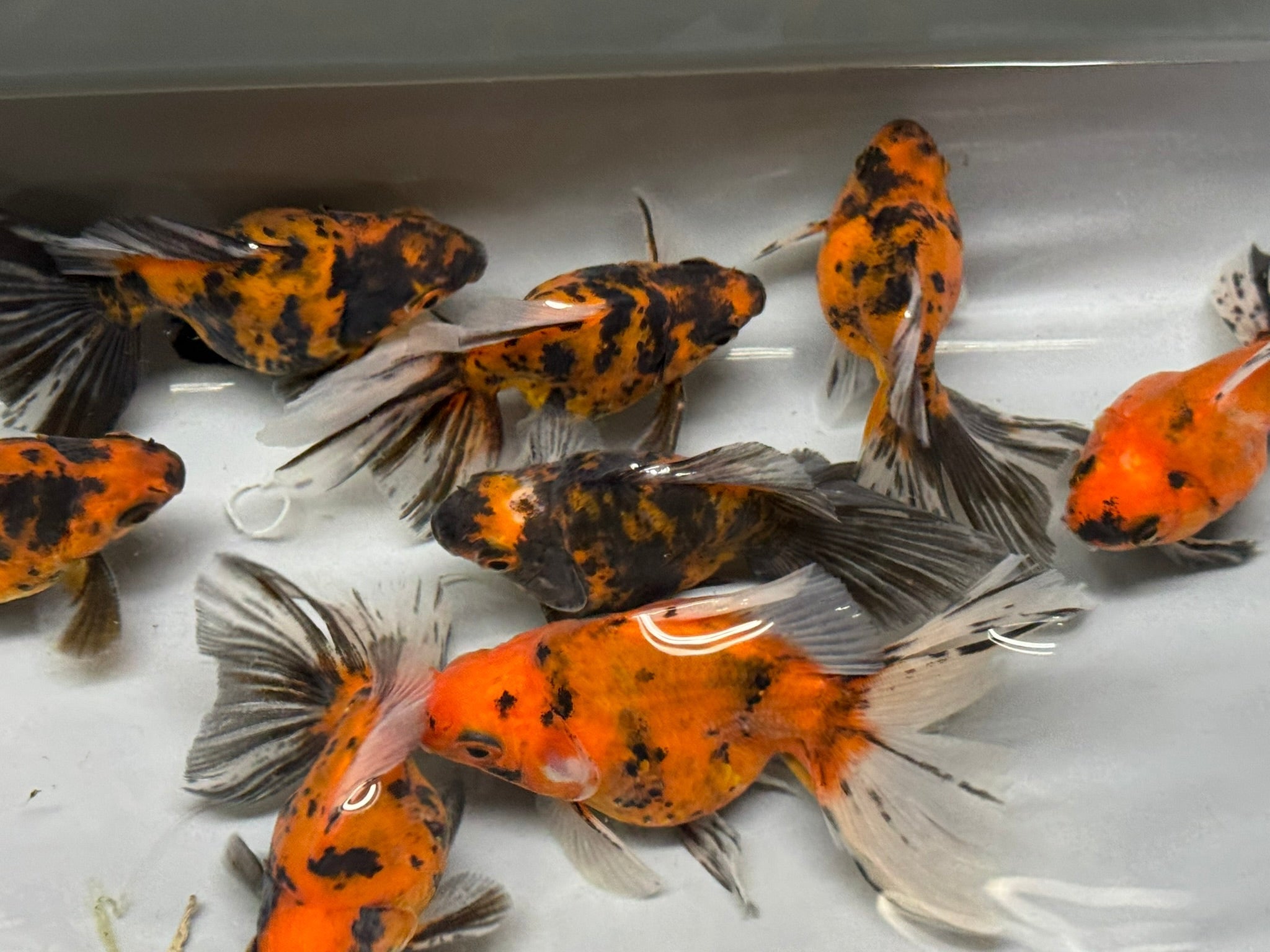 Tiger BroadTail (Rare) 8 - 10cm - Newlyn - pets - Newlyn - pets - 