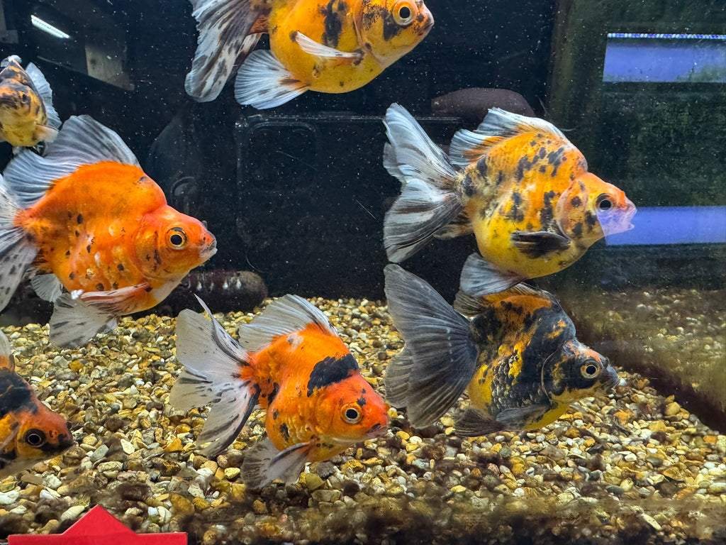 Tiger BroadTail (Rare) 8 - 10cm - Newlyn - pets - Newlyn - pets - 