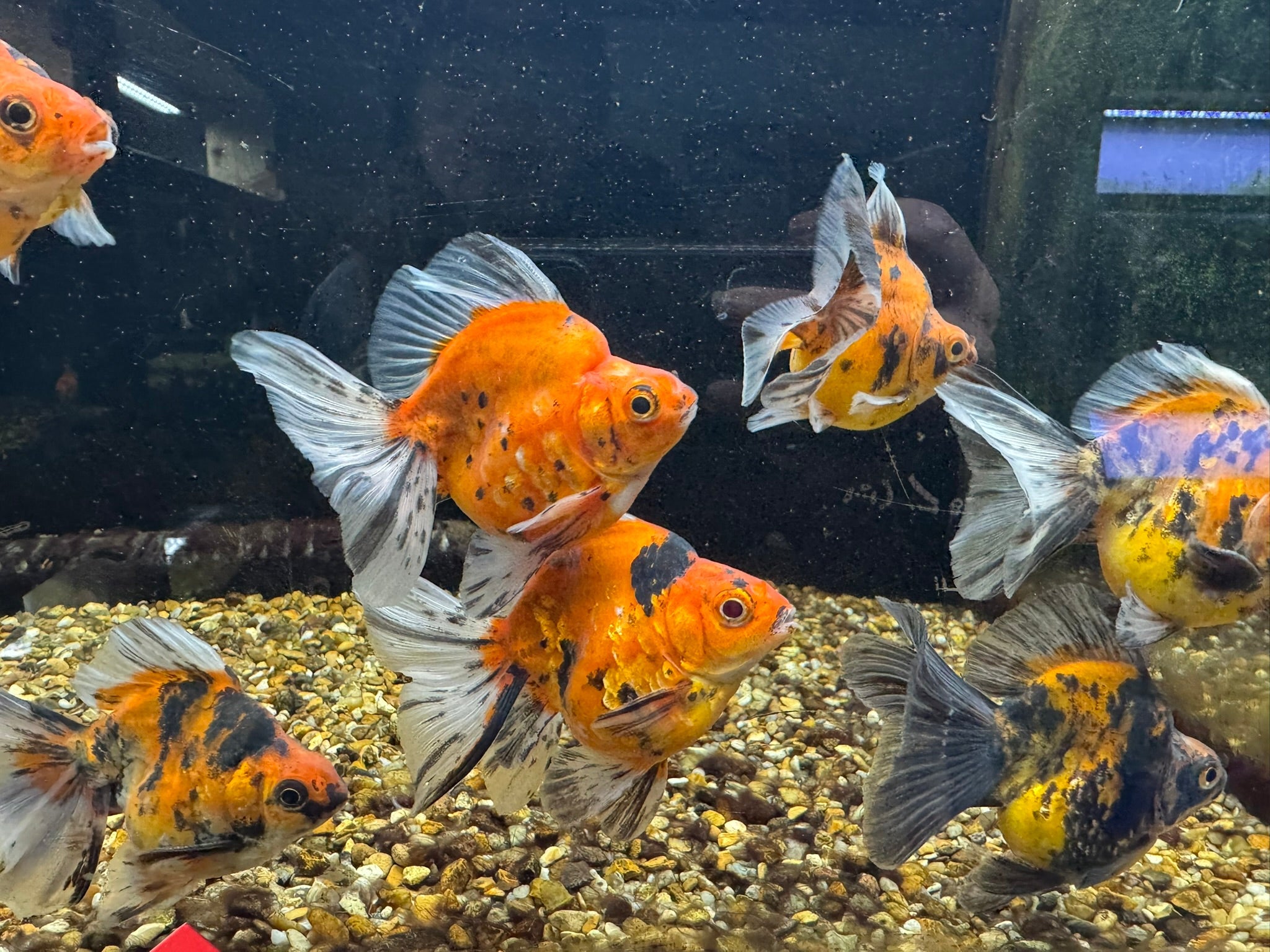 Tiger BroadTail (Rare) 8 - 10cm - Newlyn - pets - Newlyn - pets - 