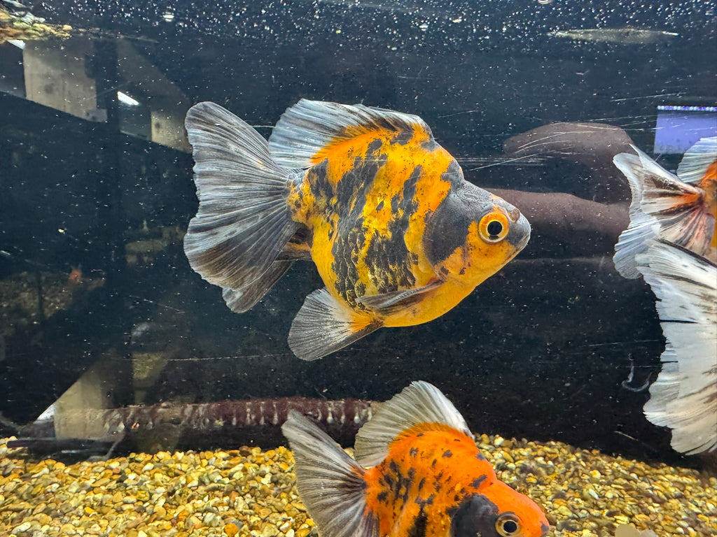 Tiger BroadTail (Rare) 8 - 10cm - Newlyn - pets - Newlyn - pets - 